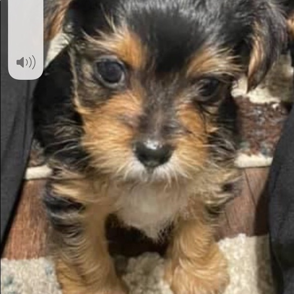 Meet your Posher, Debbie - Picture 3 of 4